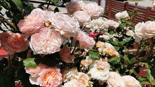 Princesse Charlene de Monaco Meilland roses [upl. by Giannini]