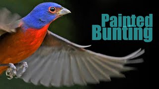 🐦 PAINTED BUNTING a Ave Mais Colorida Nativa dos Estados Unidos e Mex  Reino das aves [upl. by Anialam860]