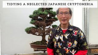 Tidying an Old Japanese Cryptomeria [upl. by Hunter]