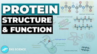 Protein Structure Function amp Regulation  Cell Biology [upl. by Camm311]