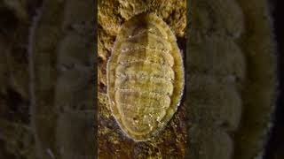 Chaetopleura Chiton belongs to Phylum Mollusca [upl. by Barbee]