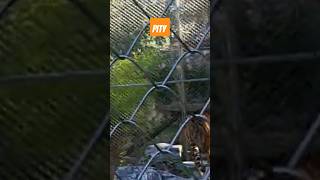 Animals in cages Tiger Its a pity [upl. by Gnous33]