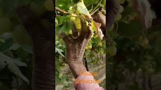 Grape Harvesting GrapesGrape Farming  Shorts [upl. by Nottap]