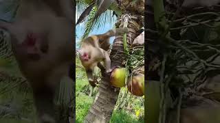 Macaco catador de côcos [upl. by Stauder]