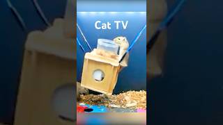 Cat TV shorts videos for cats to watch cat tv [upl. by Yborian]