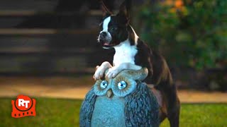 Strays 2023  Drunk Dogs Doofy Scene  Movieclips [upl. by Stedmann296]