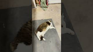 Hollywood the cat aka shop cat cat fuzzy [upl. by Esli]