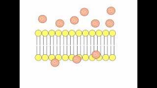 Simple Diffusion Animation [upl. by Kosel]