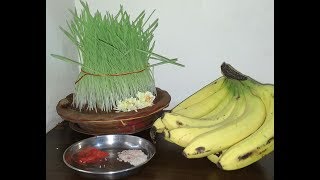 Jware Navratri Jware Navratri me Jaware kaise lagaye Navratri jware lagane ka tarika  Wheatgrass [upl. by Anoid]