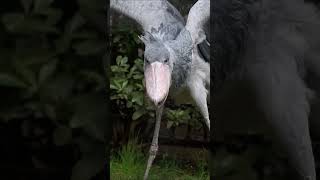 Shoebill Clapping Beak Noise [upl. by Aehta]