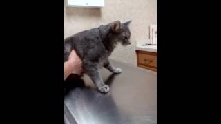 Nancy cat gets a shot at the vet [upl. by Tik808]