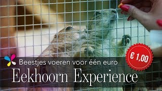 Beestjes voeren bij Eekhoorn Experience VOOR 1 EURO [upl. by Dewhurst]