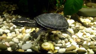 Мускусная черепахаSternotherus odoratusMusk Turtle [upl. by Shaddock910]