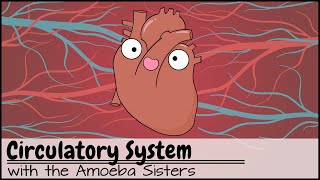 Circulatory System and Pathway of Blood Through the Heart [upl. by Jelle]