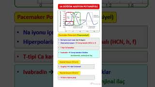 SİNOATRİAL DÜĞÜM AKSİYON POTANSİYELİ [upl. by Nepsa]