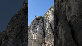 Steinbock geht hoch hinauf🫶kletterkünstler der Berge🥰mein Kanal🍀Bergwelt Schweiz🇨🇭💫🇨🇭🥰 [upl. by Evvie]