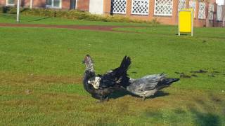 Muscovy ducks flying feeding and fighting [upl. by Fitzhugh]