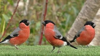 Oiseaux de Jardin  Garden Birds  Hagefugler  Gartenvögel  Tuinvogels  Trädgårdsfåglar [upl. by Prima]