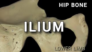 HIP BONE  ILIUM [upl. by Urban]