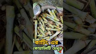 Napier Grass নেপিয়ার ঘাসের কাটিং napier [upl. by Glanville]