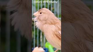 Canary Bird Singing Training [upl. by Reema]