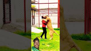 animals lion love song dosti status shorts trending shortsfeed viralvideo youtubeshorts [upl. by Sherourd]