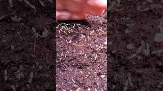 Purslane update❤️ growing good garden101 mydiyfarming gardening plants [upl. by Glen]