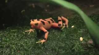 Project Golden Frog  Maryland Zoo Conservation [upl. by Anaehs]