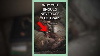 Why You Should Never Use Glue Traps shorts [upl. by Rimahs]