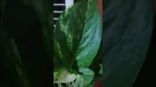 Money plant care tipsthegrounddiaries moneyplant gardening moneyplantcare [upl. by Aisinut204]