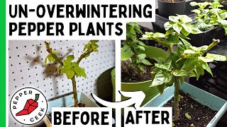 UnOverwintering Pepper Plants  Coming Out Of Hibernation  Pepper Geek [upl. by Hsiekal]