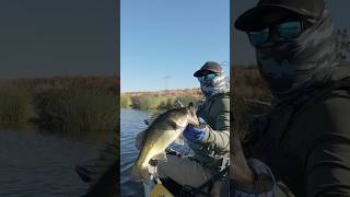 Buzzbait Over Grass  Fish on kayakbassfishing bassfishing fishing [upl. by Irat]