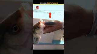 Cymothoa Exigua Parasite In Fish 🐟 [upl. by Elmajian]