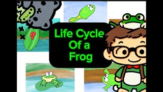 Life Cycle of a Frog  Big First Grade Learn Listen Draw Create and Present [upl. by Onifled]