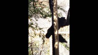 Siamang Ape [upl. by Reiche]