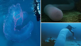 Unicorn Of The Sea Pyrosome Is Made Up Of Thousands Of Zooids In Jelly Like Body [upl. by Ellita]