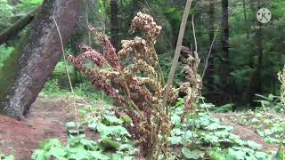 MEDICINAL PLANTS KASHMIRINDIA HIMALAYAS [upl. by Atteselrahc]