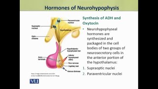 Hormones of Neurohypophysis  Physiology Theory  ZOO519TTopic050 [upl. by Andri]