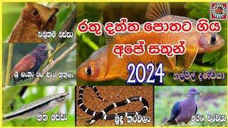 රතු දත්ත පොතට ගිය අපට ආවේණික සතුන්Our native animals that went to the Red Data BookAnamanamTV2024 [upl. by Nilla341]