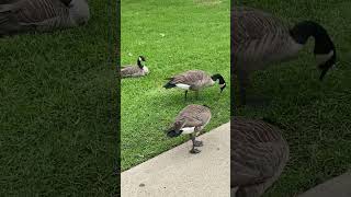 Canada Goose 🪿 canadagoose subscribe goose subscribemychannel shorts viral trending [upl. by Ahgiela]