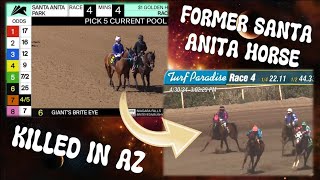 Former Santa Anita horse quotGiants Brite Eyequot KILLED IN AZ 43024 TurfParadiseArizona horseracing [upl. by Deragon]