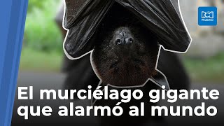 Murciélago gigante este es su orígen [upl. by Beisel]