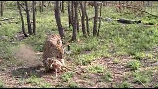 Baby Impala In The Clutches Of A Leopard [upl. by Ikim]