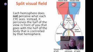 split brain [upl. by Jahdiel]