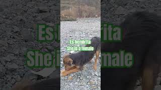 I Found a doganimals dog cat doglovers nature perro [upl. by Nagey]