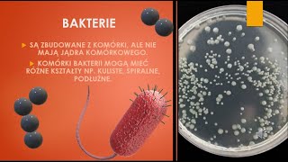 Wirusy i bakterie biologia szkoła podstawowa [upl. by Inna]