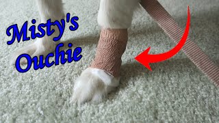 Bandaging My Dogs Leg  Lick Wound [upl. by Sissie]