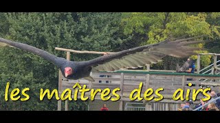 spectacle oiseaux zoo Beauval 2023 [upl. by Marlo]