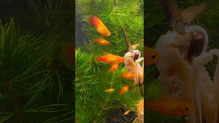 Platy Sunset Highfin acuariofilia peces xiphophorus fishtank fish [upl. by Eiramassenav]