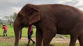 Elephant Sanctuary Chiang Mai Thailand [upl. by Nus]